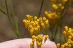 Pineland rayless goldenrod